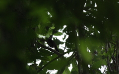 Turdinus macrodactylus