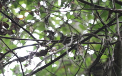 Turdinus macrodactylus