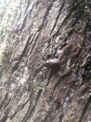 Chiasognathus beneshi