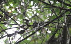 Turdinus macrodactylus