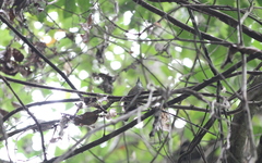 Turdinus macrodactylus