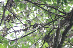 Turdinus macrodactylus