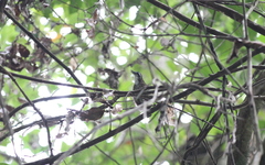 Turdinus macrodactylus