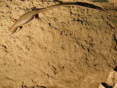 Trachylepis boulengeri