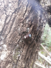 Chiasognathus beneshi