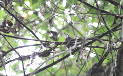 Turdinus macrodactylus