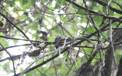 Turdinus macrodactylus