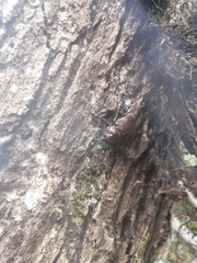 Chiasognathus beneshi