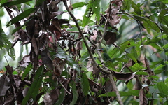 Psilopogon mystacophanos