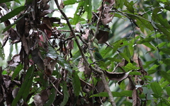 Psilopogon mystacophanos