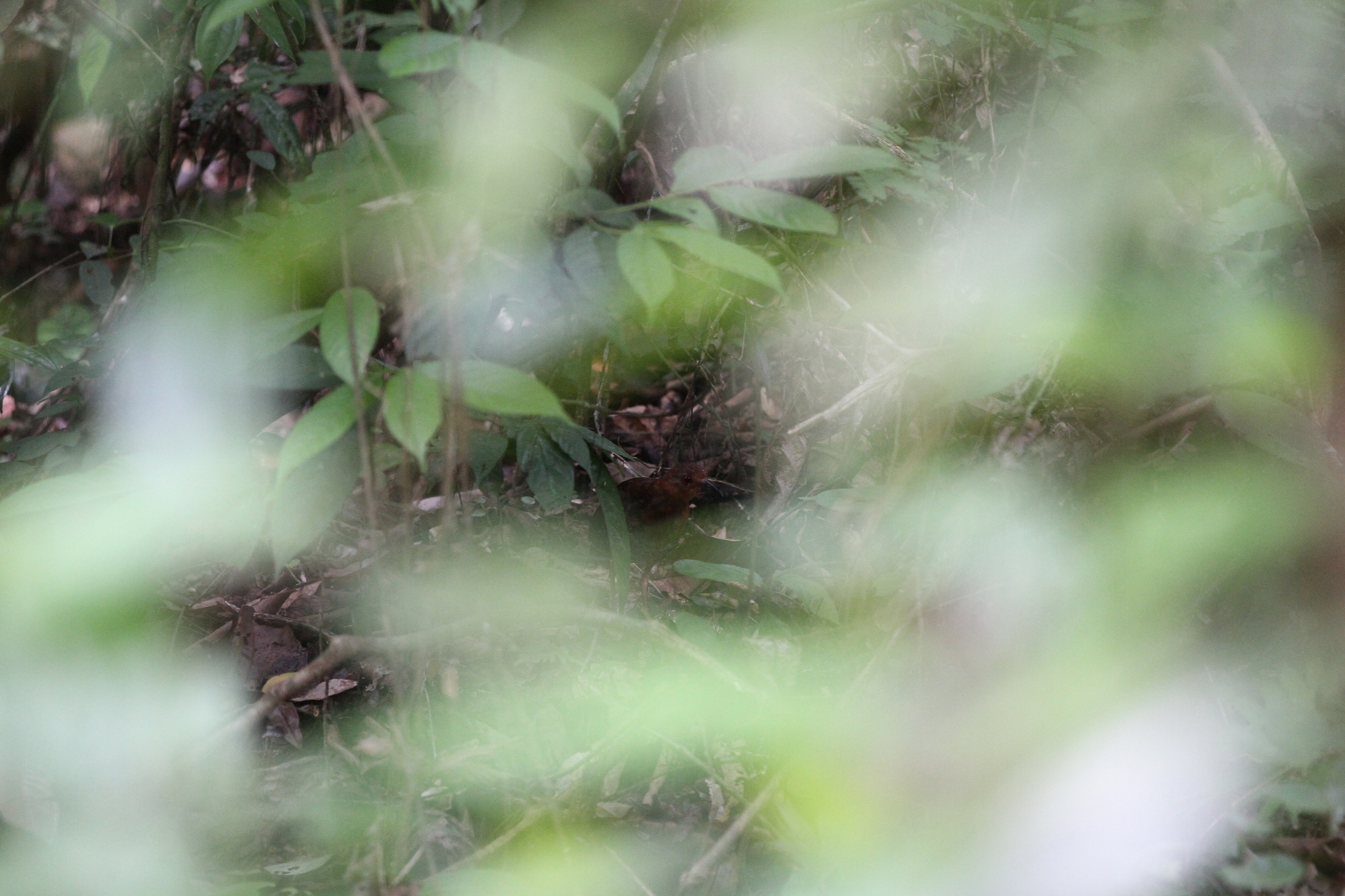 Red-legged Crake illustration