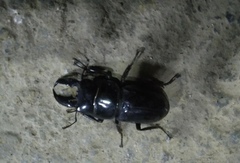 Serrognathus titanus platymelus