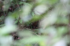 Rallina fasciata