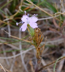 Dianthus pseudarmeria