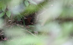 Rallina fasciata