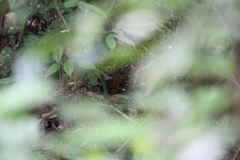 Rallina fasciata