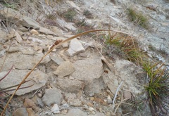 Carex flacca serrulata