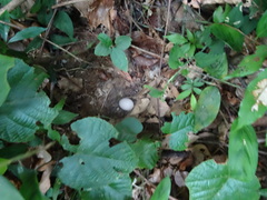 Polyplectron malacense