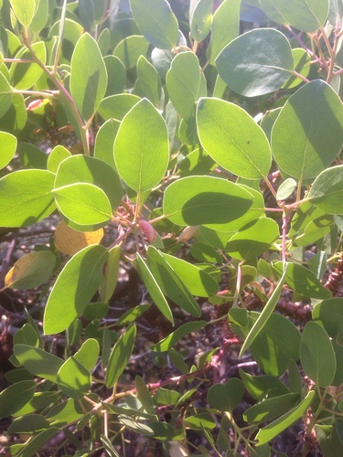 greenleaf manzanita