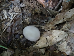 Polyplectron malacense