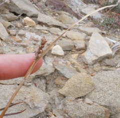 Carex flacca serrulata