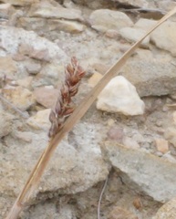 Carex flacca serrulata