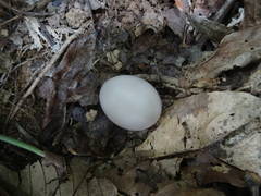 Polyplectron malacense