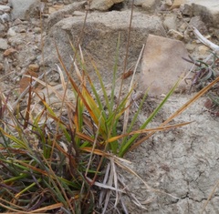 Carex flacca serrulata