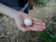 Polyplectron malacense