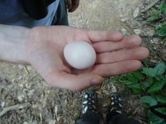 Polyplectron malacense