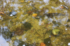 Rhinichthys atratulus