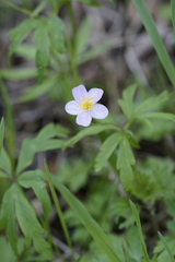 Anemonoides uralensis