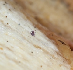 Ptenothrix atra