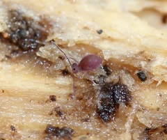 Ptenothrix atra