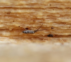 Pogonognathellus elongatus