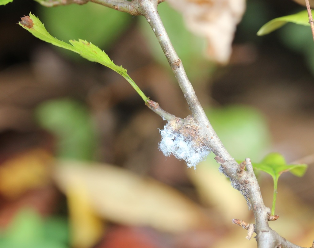 Prociphilus corrugatans