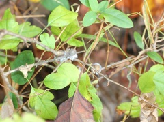 Prociphilus corrugatans