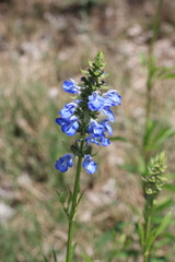 Salvia uliginosa