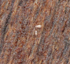 Acaridae