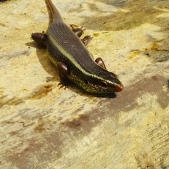Eutropis carinata
