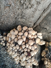 Coprinellus