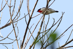 Cherry-Throated Tanager photo 4