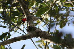 Cherry-Throated Tanager photo 3