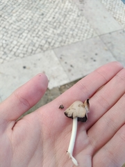 Coprinellus