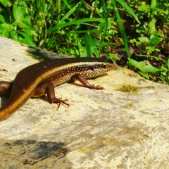 Eutropis carinata
