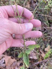 Desmodium obtusum