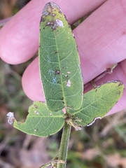 Desmodium obtusum