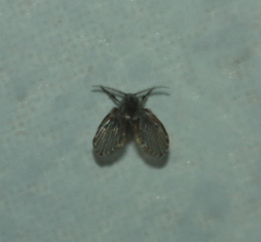 Clogmia albipunctata