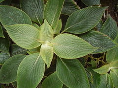 Strobilanthes gossypina