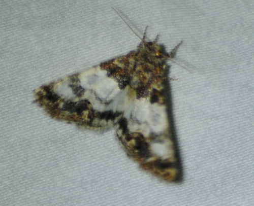 Schinia albafascia photo 4